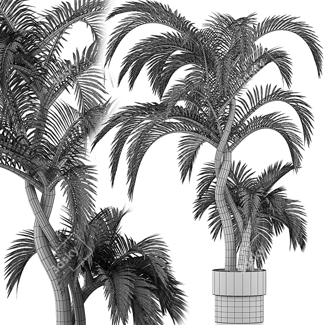 Exterior Plant Collection 137: Beach Palms 3D model image 4