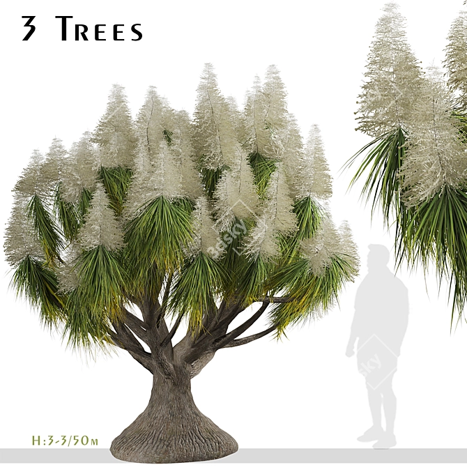 Succulent Trio: Ponytail Palm Trees 3D model image 2