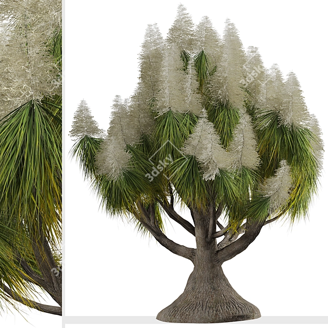 Succulent Trio: Ponytail Palm Trees 3D model image 4