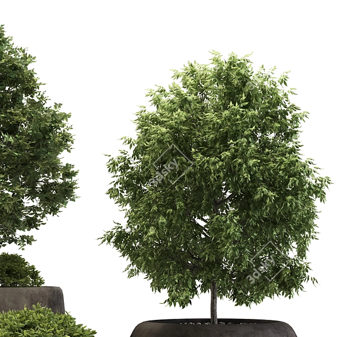 Minimal Outdoor Plant 3D Model 3D model image 3