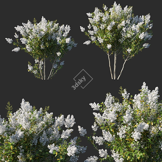 Elegant Myrtle White Flower 3D model image 1