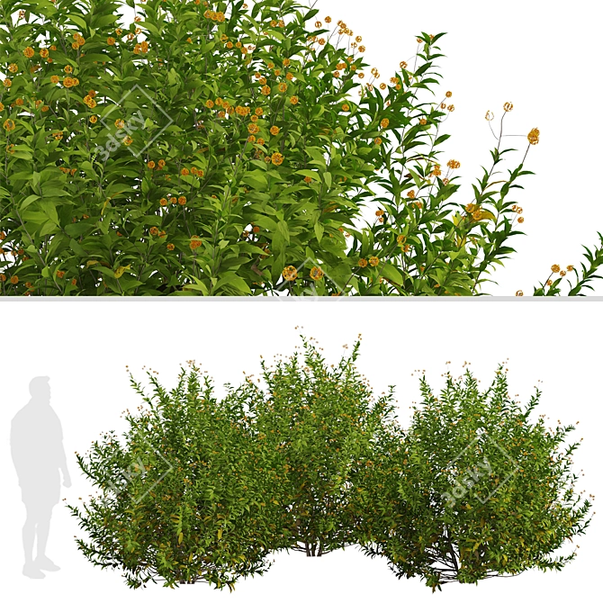 Vibrant Orange Blossom Shrub Set 3D model image 4