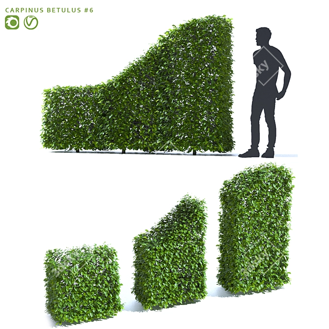 Hornbeam Hedge - 3 Element Live Carpinus betulus Wardrobe 3D model image 1