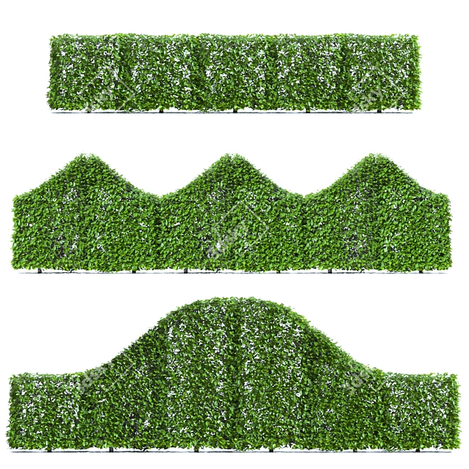 Hornbeam Hedge - 3 Element Live Carpinus betulus Wardrobe 3D model image 2