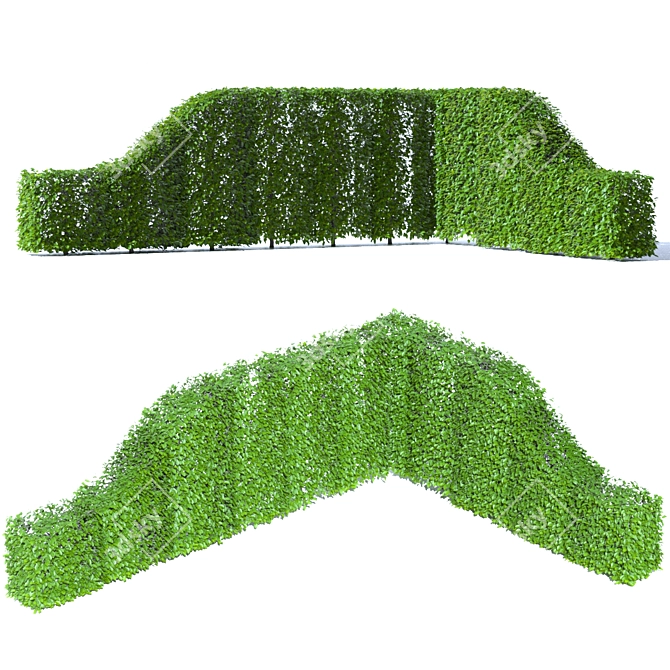 Hornbeam Hedge - 3 Element Live Carpinus betulus Wardrobe 3D model image 5