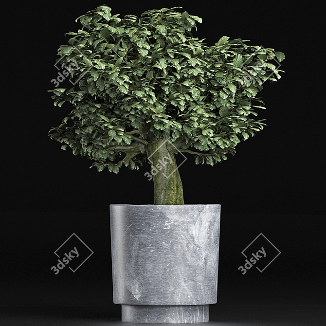 Realistic Sageretia Theezans Plant 3D model image 1