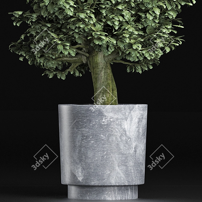 Realistic Sageretia Theezans Plant 3D model image 2