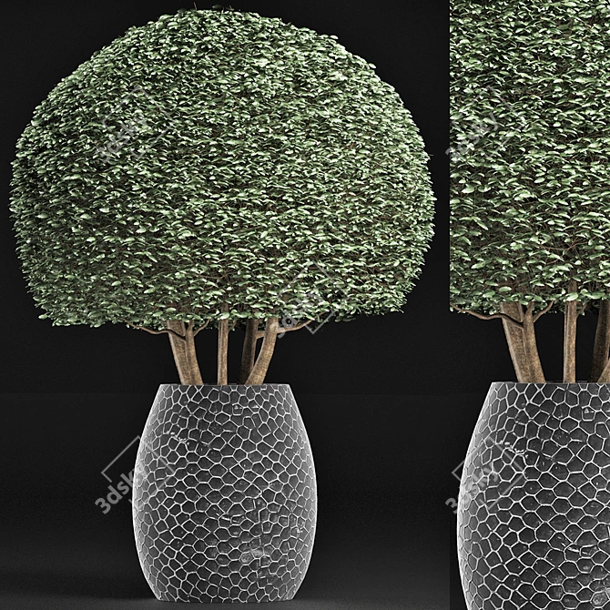 Exotic Houseplant Collection 3D model image 1