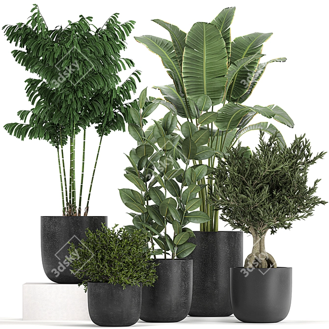 Tropical Plant Collection: Decorative Trees & Exotic Houseplants 3D model image 1