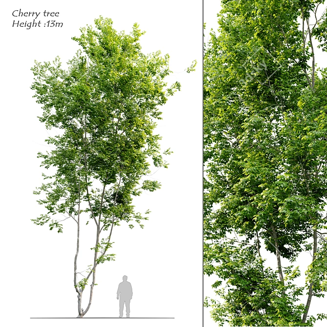 Prunus Avium Cherry Tree - 13m Height 3D model image 1