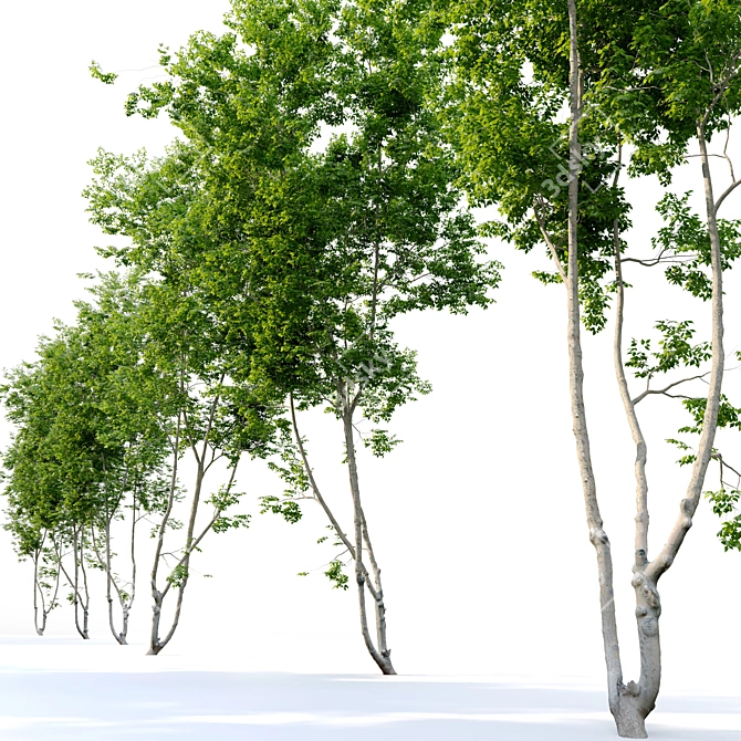 Prunus Avium Cherry Tree - 13m Height 3D model image 3