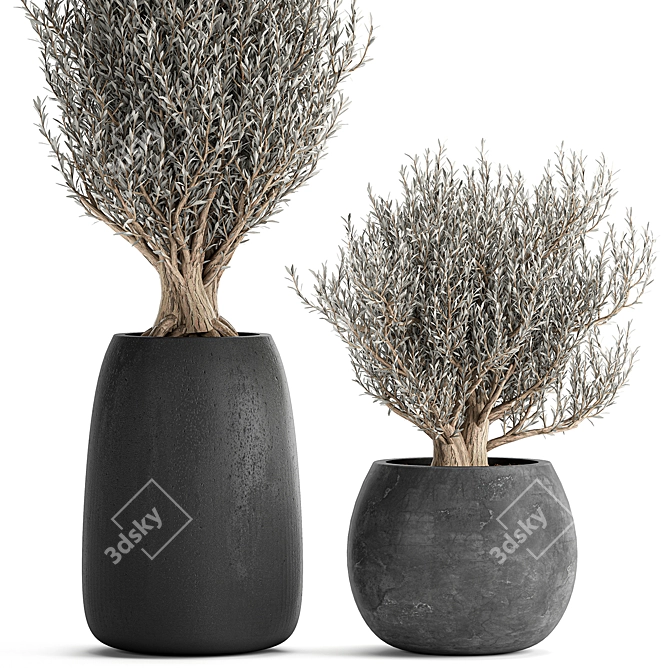 Tropical Olive Tree in Black Pot 3D model image 2