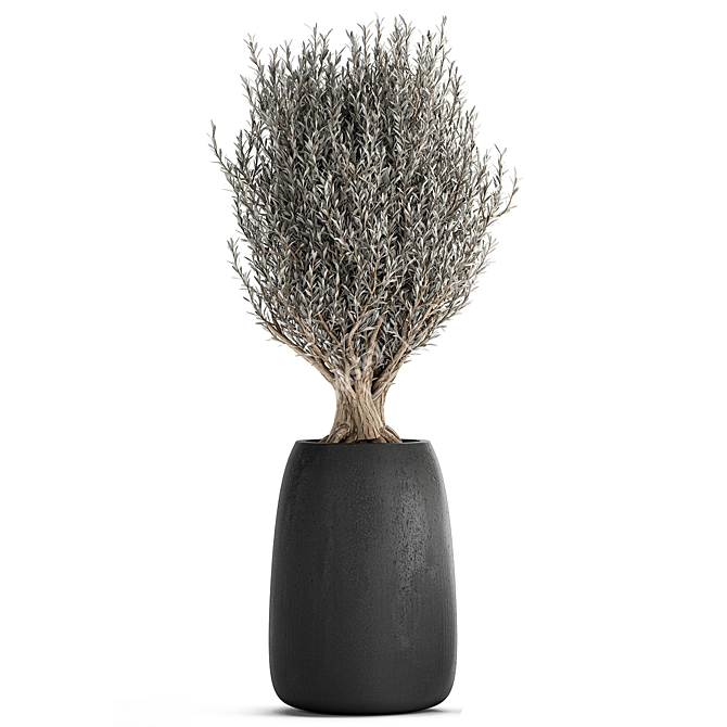 Tropical Olive Tree in Black Pot 3D model image 3