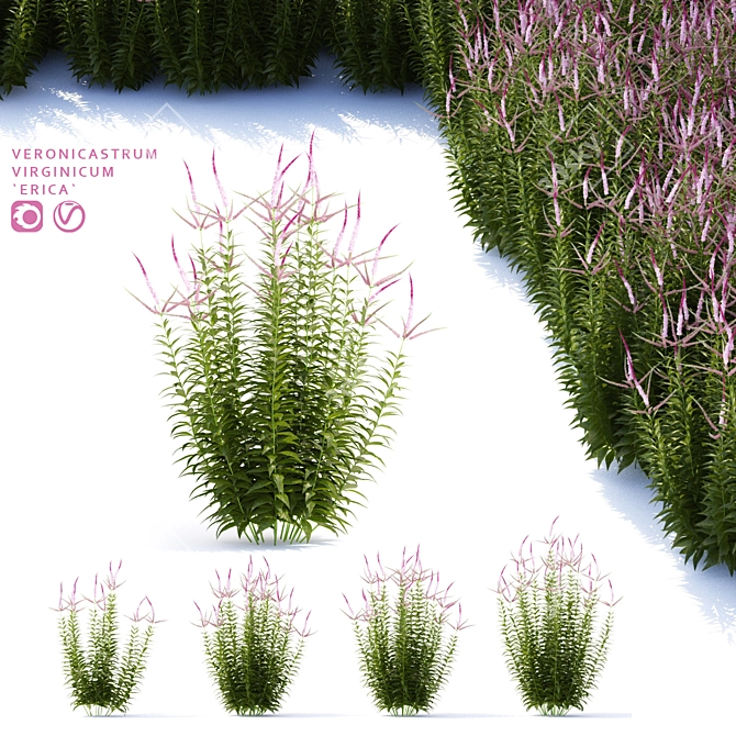 Veronicastrum Virginicum Plant Collection 3D model image 1