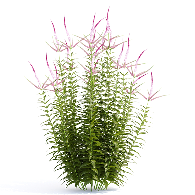 Veronicastrum Virginicum Plant Collection 3D model image 3