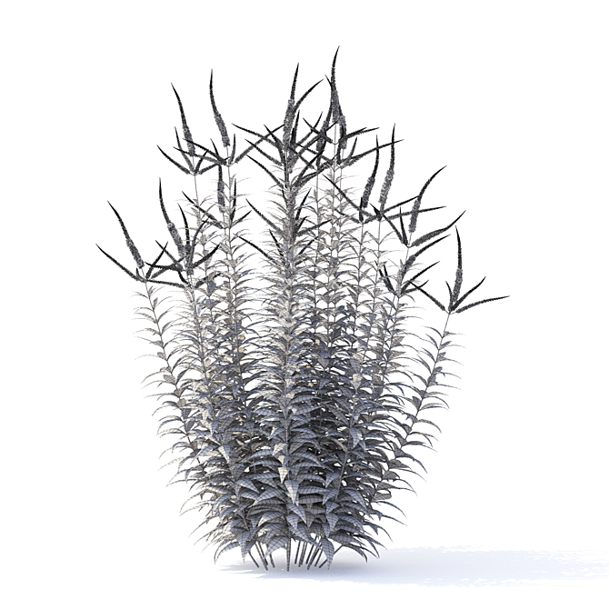 Veronicastrum Virginicum Plant Collection 3D model image 4