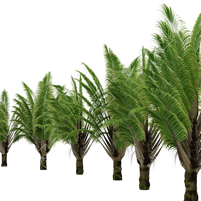 Exquisite Set of Triangle Palm Trees 3D model image 1