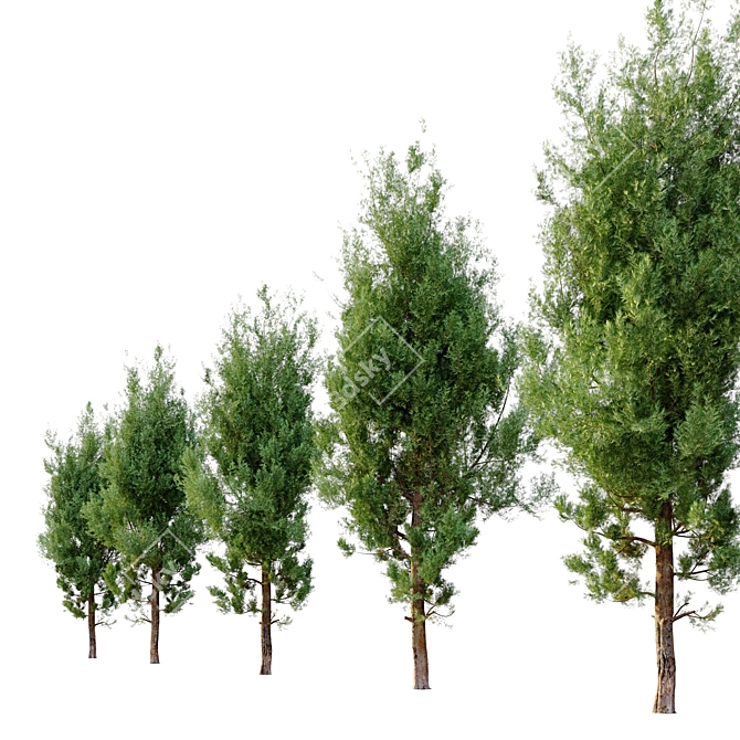 Cupressus Cypress Tree - 13m High 3D model image 3