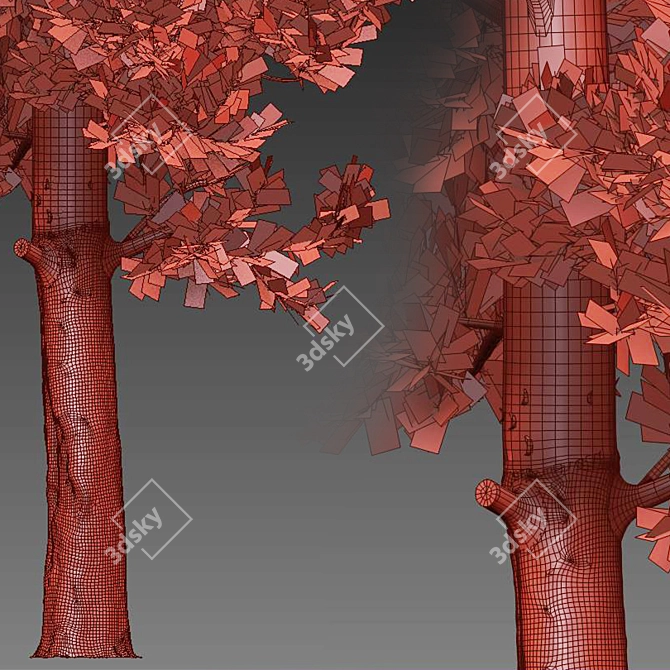 Cupressus Cypress Tree - 13m High 3D model image 4