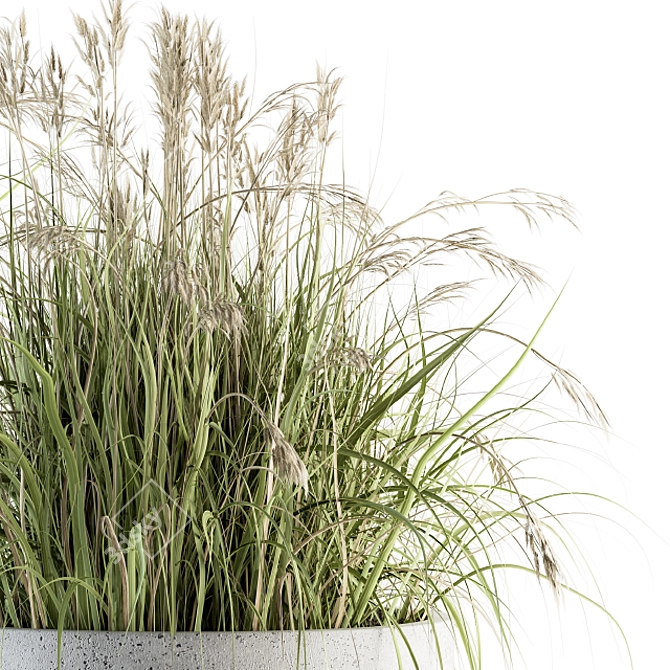 Indian Grass Indoor Plant Set 3D model image 2