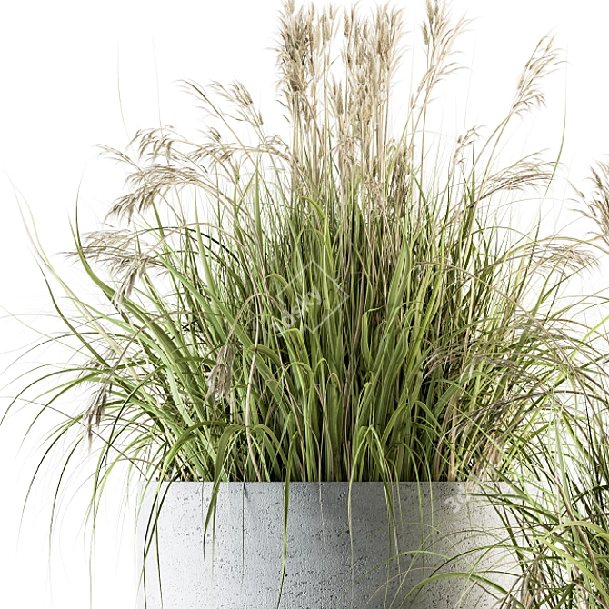Indian Grass Indoor Plant Set 3D model image 3