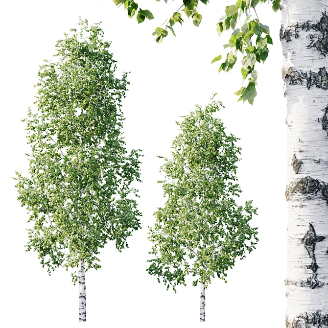 Stunning Betula Tree: 11.5m - 8.5m 3D model image 1