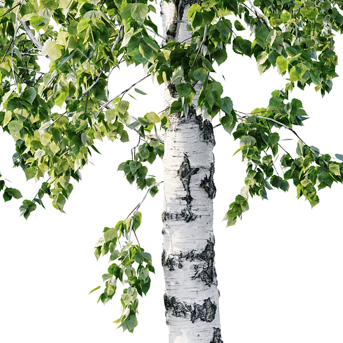 Stunning Betula Tree: 11.5m - 8.5m 3D model image 3