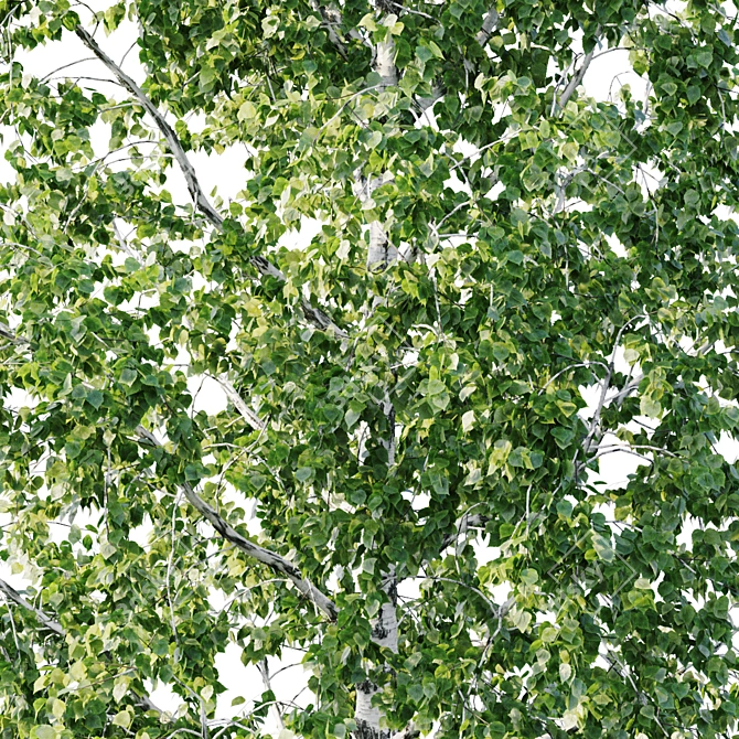 Stunning Betula Tree: 11.5m - 8.5m 3D model image 4