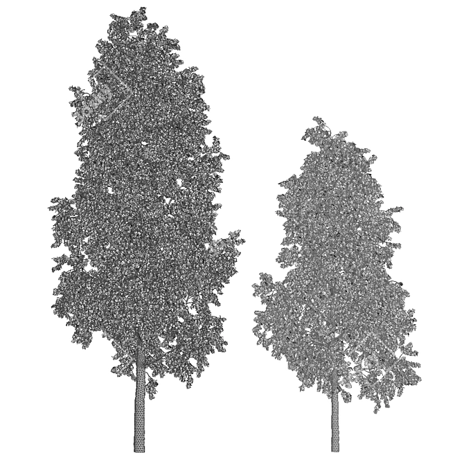 Stunning Betula Tree: 11.5m - 8.5m 3D model image 5