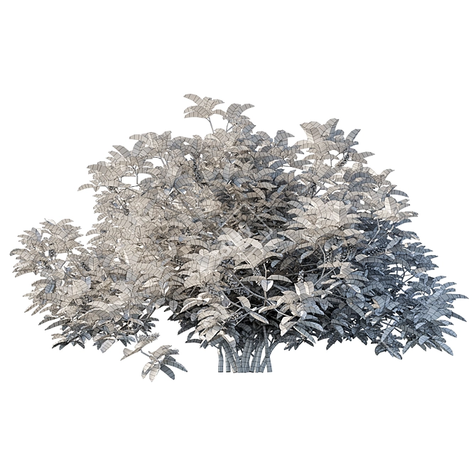 Exquisite Argyrocytisus Battandieri Bush 3D model image 4