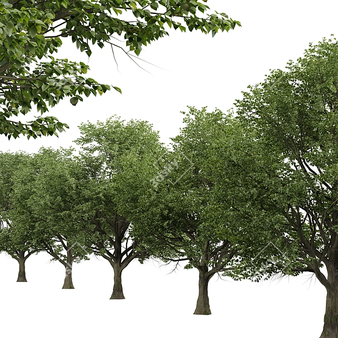 Silver Linden Tree Set (2 Trees) 3D model image 4