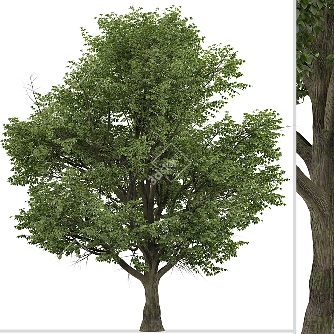 Silver Linden Tree Set (2 Trees) 3D model image 6