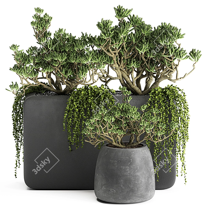 Exotic Succulent Plant Collection 3D model image 1