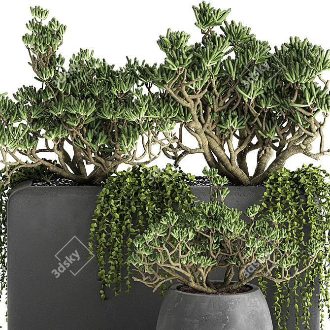 Exotic Succulent Plant Collection 3D model image 3