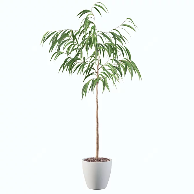 Exquisite Ficus Ali Plant - 3D Model 3D model image 3