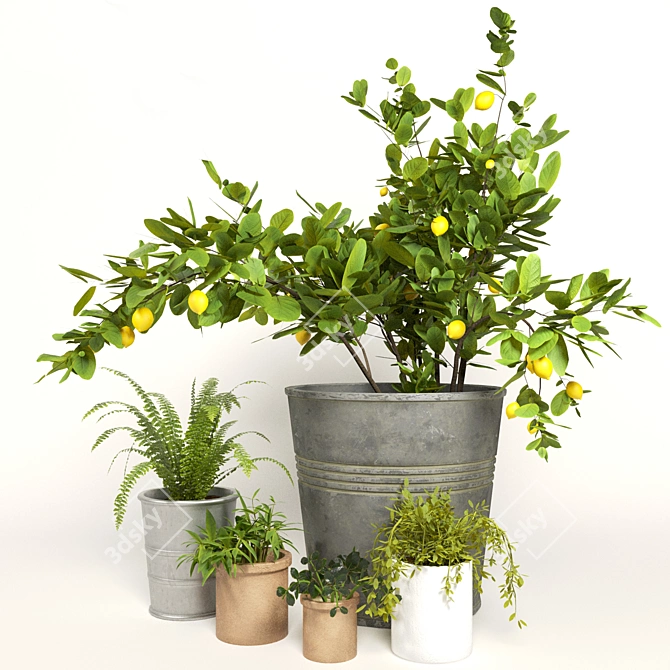 Diverse Indoor Plant Collection 3D model image 4