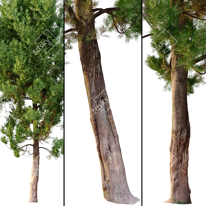 Classic Cypress Tree - 16m 3D model image 4