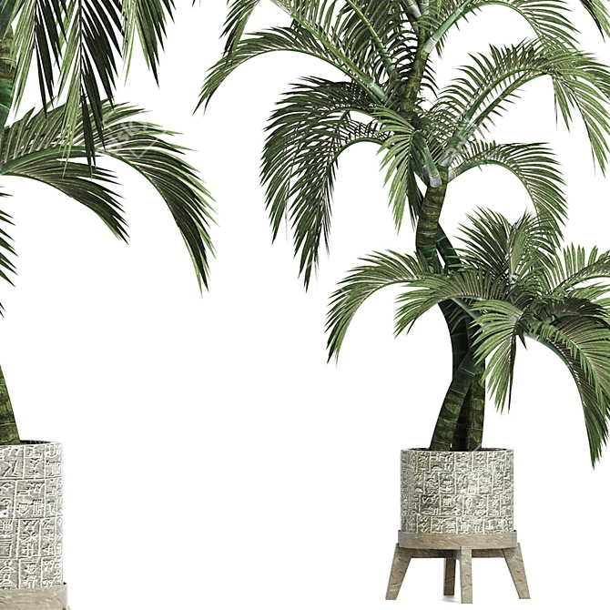 Egyptian Palm: Stunning Outdoor Large Houseplant 3D model image 2