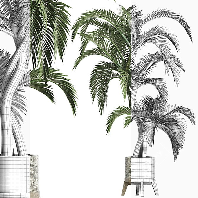 Egyptian Palm: Stunning Outdoor Large Houseplant 3D model image 4