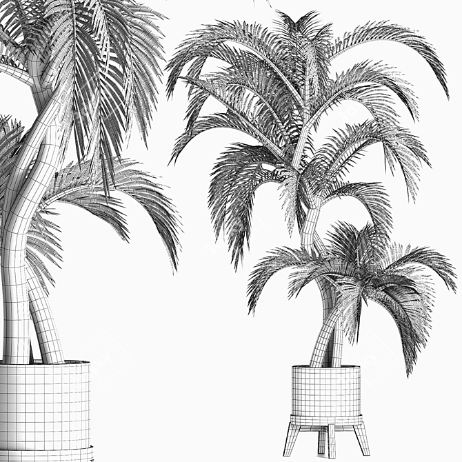 Egyptian Palm: Stunning Outdoor Large Houseplant 3D model image 5