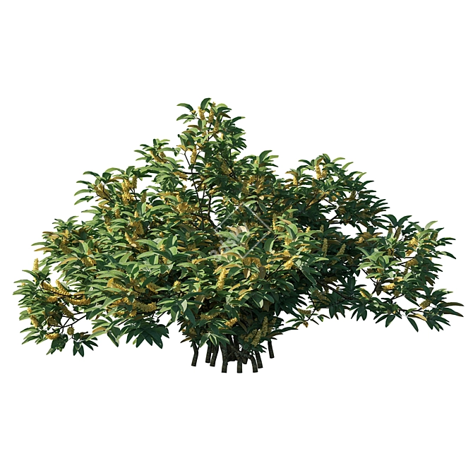Silver Wattle Bush 02 - Unique Ornamental Plant 3D model image 3