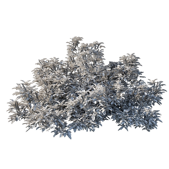 Silver Wattle Bush 02 - Unique Ornamental Plant 3D model image 4