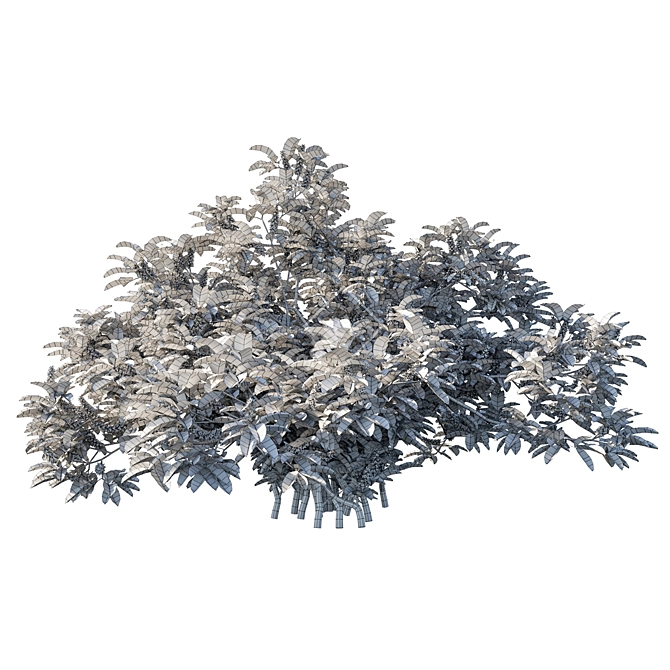 Silver Wattle Bush 02 - Unique Ornamental Plant 3D model image 5