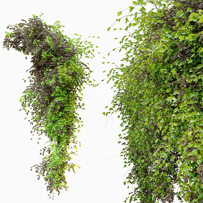  Evergreen Hanging Plant: Dry & Lush Leaves 3D model image 2
