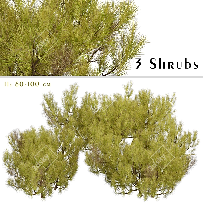 Golden Mugo Pine Shrub Set (3 Shrubs) 3D model image 1