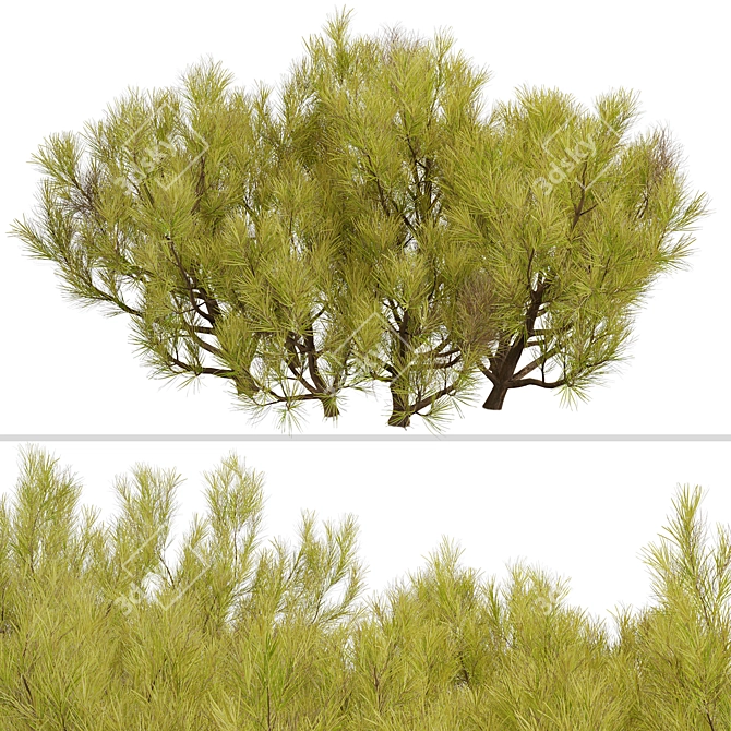 Golden Mugo Pine Shrub Set (3 Shrubs) 3D model image 3