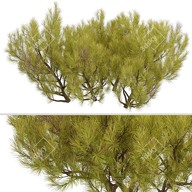 Golden Mugo Pine Shrub Set (3 Shrubs) 3D model image 4