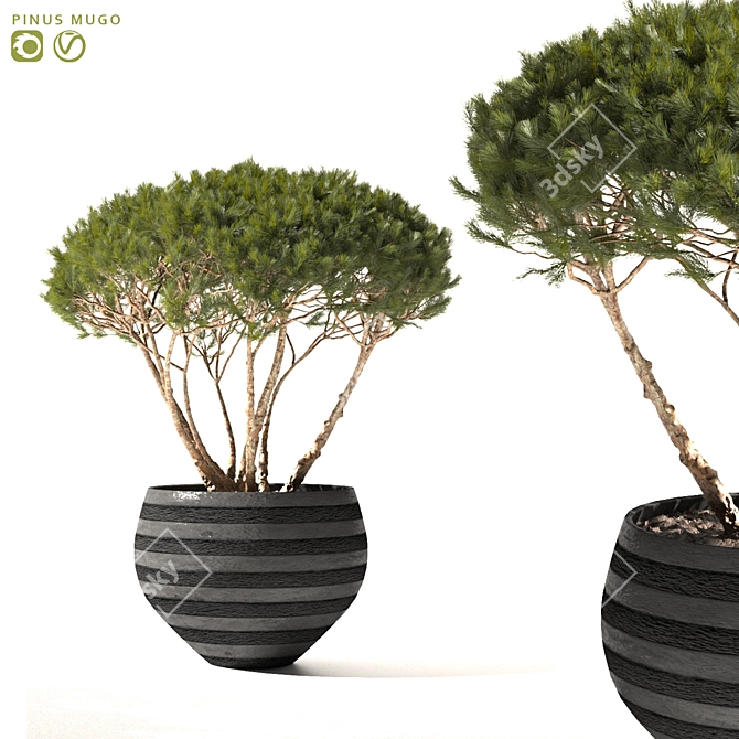 Mountain Pine in Flower Pots | Pinus Mugo 3D model image 1