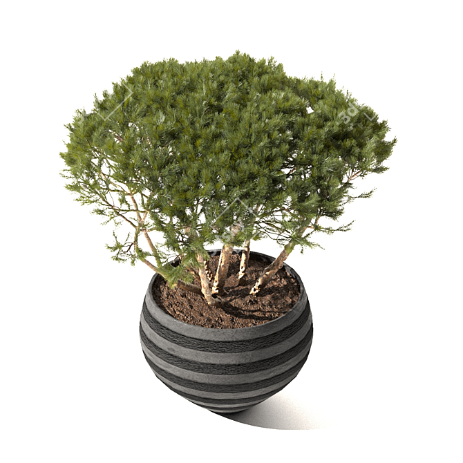 Mountain Pine in Flower Pots | Pinus Mugo 3D model image 4