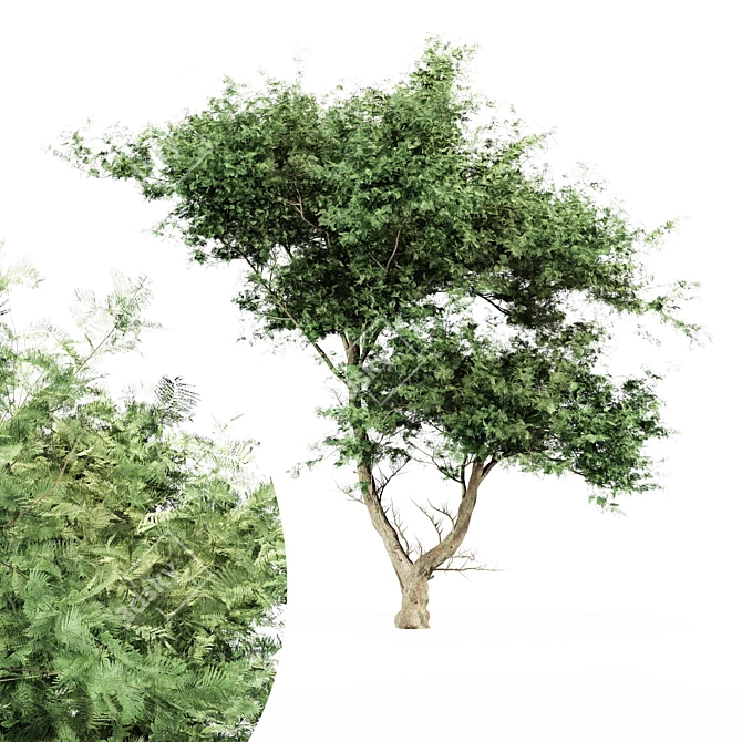  Majestic Acacia Tree - East Africa 3D model image 1